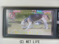 ダイハツ ミラココア