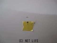 外装・エアロ フェンダー