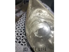 外装・エアロ 前期 NHP10 アクア 右ヘッドライト KOITO 52-247