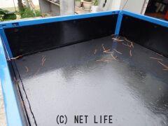 トヨタ トヨエース