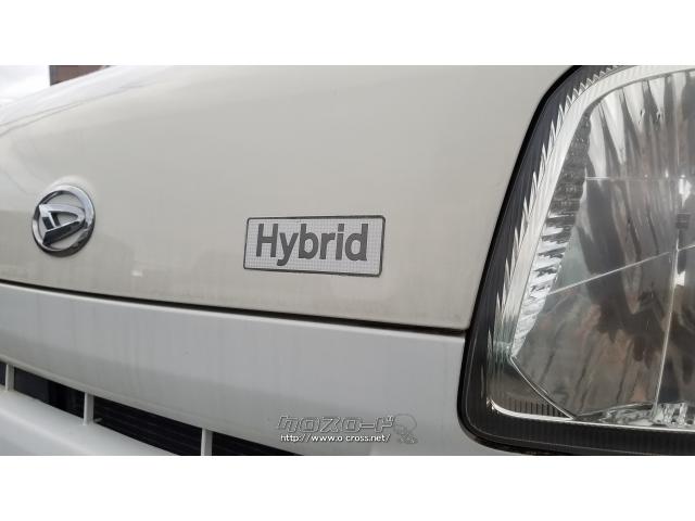 利休２ホワイト１クレオパトラ黒多弁交配１交配発芽苗 クレオパトラと黒多弁交配発芽苗1芽、利休リップ交配発芽苗1芽