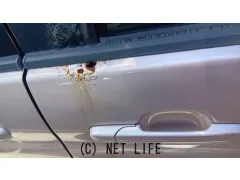 スズキ パレット